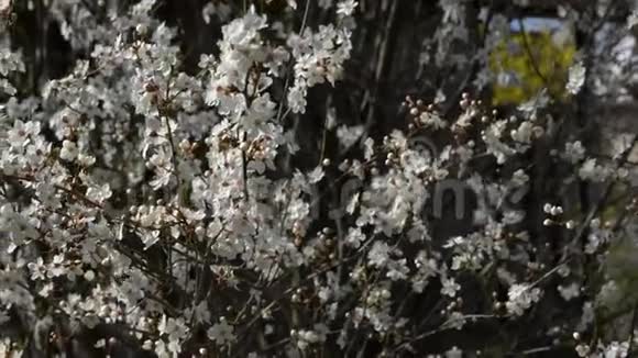 花园里一棵盛开的梅树视频的预览图