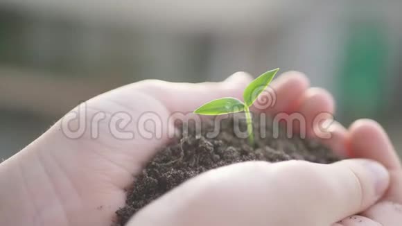 从孩子手中的土壤中生长的绿色小植物视频的预览图