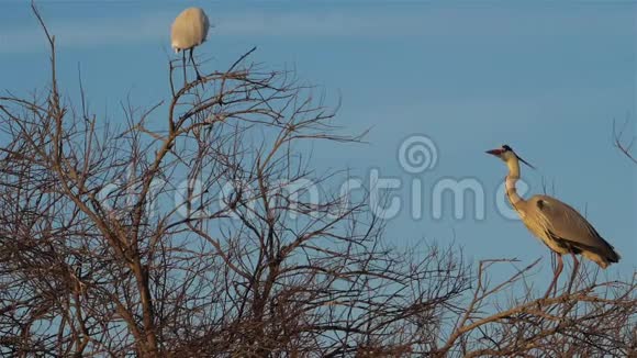 法国卡马尔格小白鹭阿尔迪亚西尼亚视频的预览图