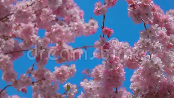风在阳光明媚的春天吹过樱花视频的预览图