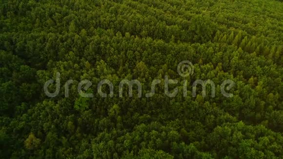 夏季绿色针叶林松树顶部的空中俯视视频的预览图