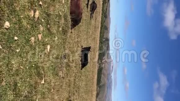 垂直视频一匹棕色的马在一片高山草地上吃草周围是一群小驹农场马马马马视频的预览图