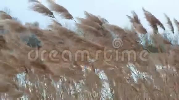 冬天干燥的芦苇在湖面上随风摇摆视频的预览图