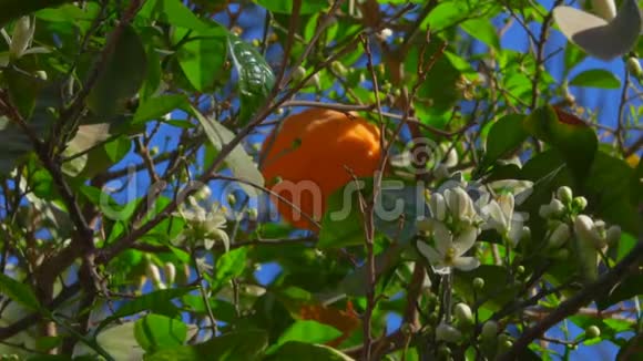 在晴朗的蓝天背景下树上成熟的橘子和花视频的预览图