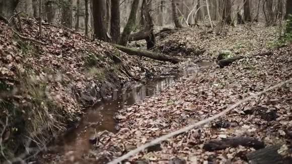 秋天季节的小溪视频的预览图