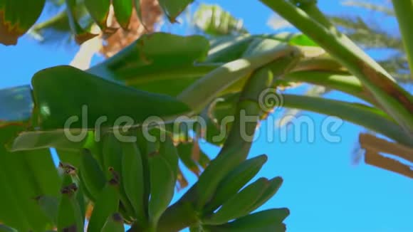 香蕉树上长着绿油油的香蕉果实视频的预览图