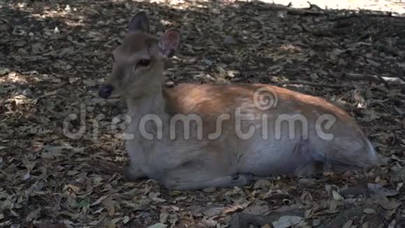鹿动着耳朵和鼻子看着相机日本奈良国家公共公园视频的预览图
