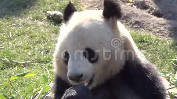 大熊猫黑尾猴黑尾猴视频的预览图