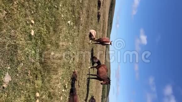 垂直视频一匹棕色的马在一片高山草地上吃草周围是一群小驹农场马马马马视频的预览图