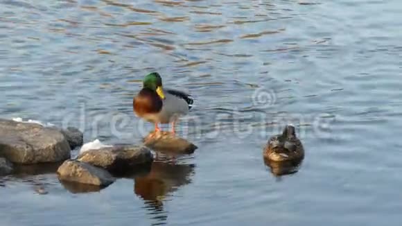 池塘上的鸭子视频的预览图