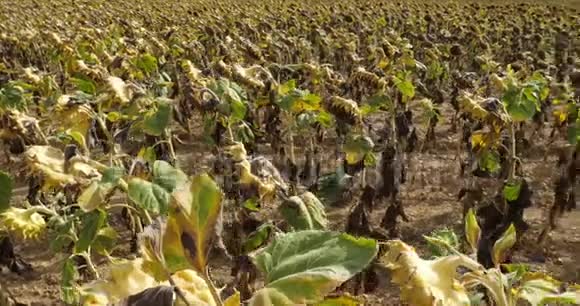 全球变暖燃烧的向日葵法国的卢埃特视频的预览图