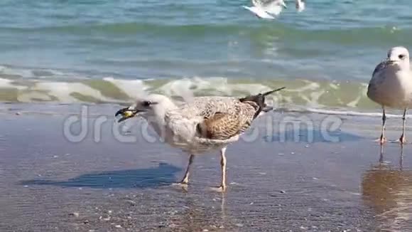 白海鸥吃面包在阳光下站在沙滩上海岸上有许多海鸥视频的预览图