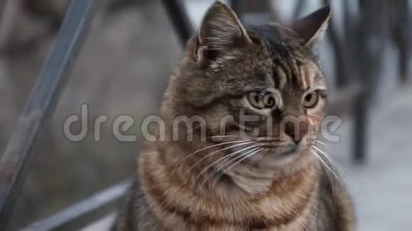 毛茸茸的条纹灰猫在街上女人的手抚摸猫视频的预览图