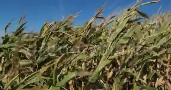 全球变暖法国卢埃尔特烧玉米地视频的预览图