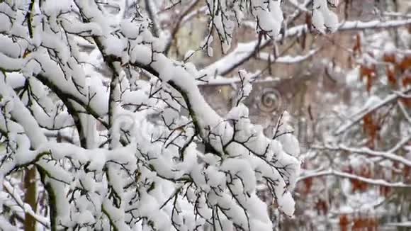 白雪覆盖的树枝白雪覆盖的树枝摇曳着暴风雪视频的预览图