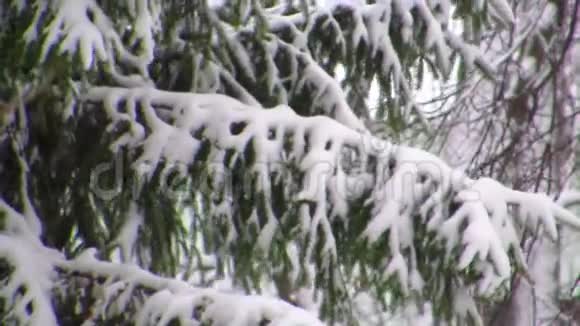 白雪覆盖的树枝白雪覆盖的树枝摇曳着暴风雪视频的预览图