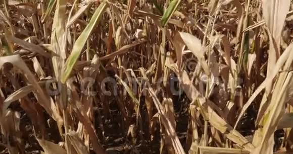全球变暖法国卢埃尔特烧玉米地视频的预览图