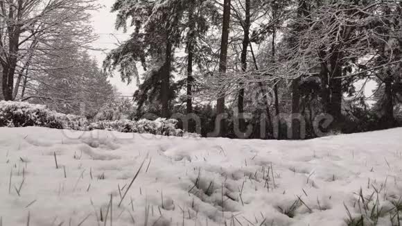 太平洋西北地区复雪快速下降的低视角视频的预览图