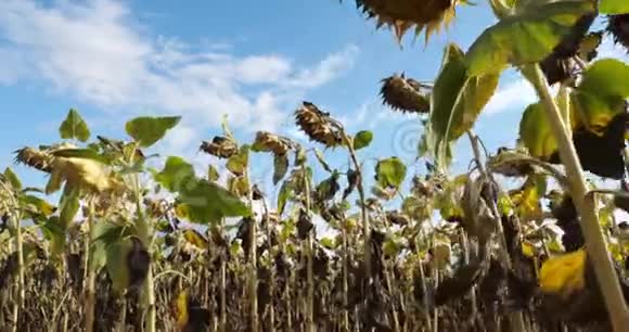 全球变暖燃烧的向日葵法国的卢埃特视频的预览图