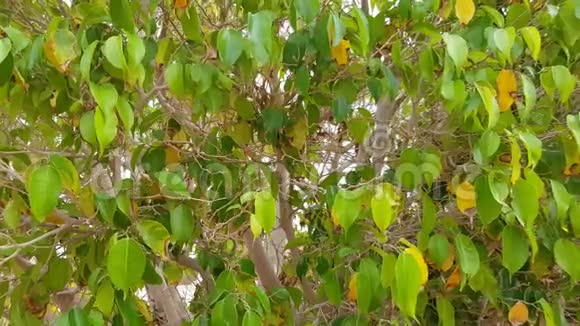 绿色灌木丛背景树枝上有很多叶子视频的预览图