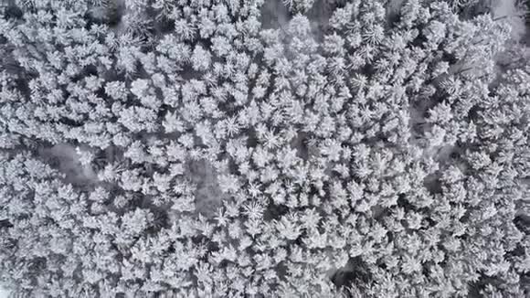 冬季云杉和松密林的无人机景观多云天气下美丽的冬季景观树树视频的预览图