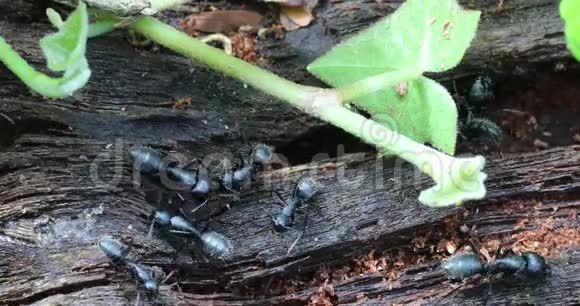 树树干上的黑蚂蚁视频的预览图