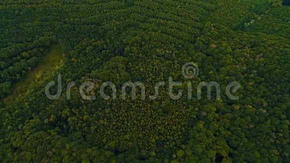 美丽的全景视频在绿色森林顶部的好天气视频的预览图