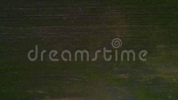 一片生长着绿色玉米的田野从空气中发出纹理视频的预览图