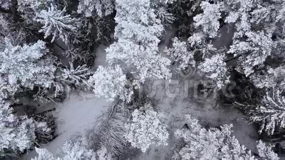 冬季云杉和松密林的无人机景观多云天气下美丽的冬季景观树树视频的预览图