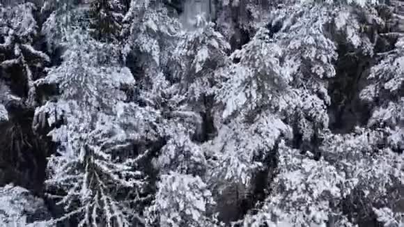 多云天气下美丽的冬季景观树枝上覆盖着雪木材工业的良好原料视频的预览图