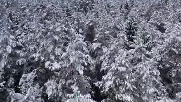 冬季云杉和松密林的无人机景观多云天气下美丽的冬季景观树树视频的预览图