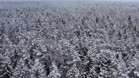 多云天气下美丽的冬季景观树枝上覆盖着雪木材工业的良好原料视频的预览图