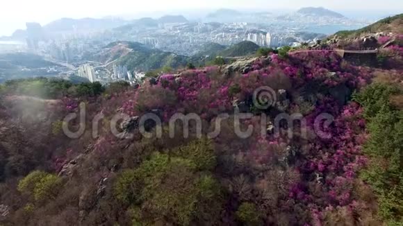 在韩国釜山的黄羊山盛开的春花视频的预览图