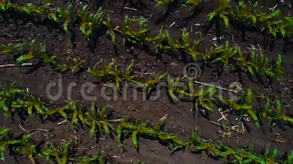 一片生长着绿色玉米芽的田野随风摇摆视频的预览图