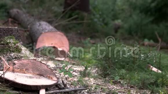 森林中的新鲜树桩视频的预览图