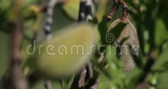 在法国春天的时候树上的杏仁视频的预览图