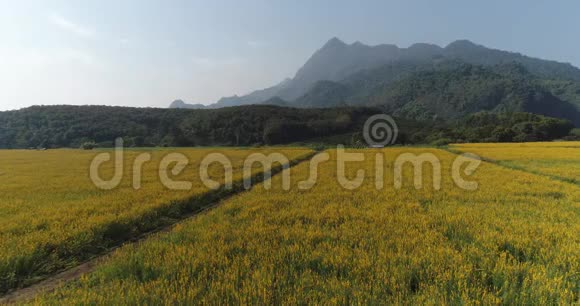 泰国清莱省梅赛区多尼岗非山麓的太阳黑场CrotalariaJuncea视频的预览图