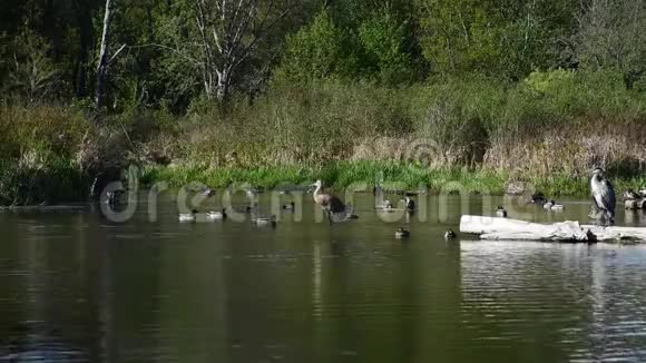 一只沙丘鹤正在湖里梳洗视频的预览图