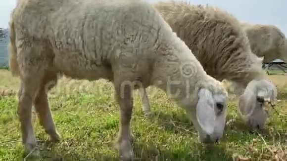 在绿野上放牧的羔羊农场里的一群羊视频的预览图