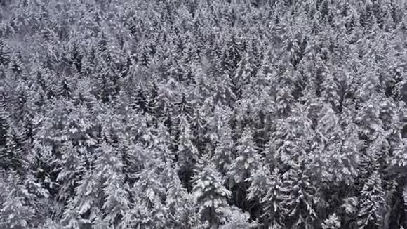 从上面的云杉和松树茂密的冬季森林的无人机景多云天气下美丽的冬季景观树树视频的预览图
