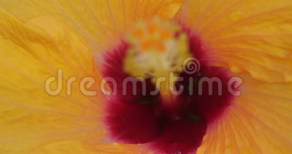 芙蓉雌蕊和花瓣的细节视频的预览图