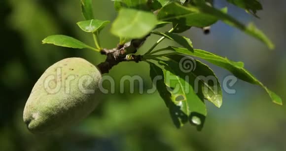在法国春天的时候树上的杏仁视频的预览图