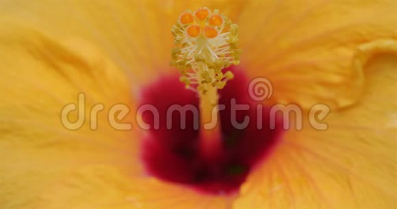 芙蓉雌蕊和花瓣的细节视频的预览图