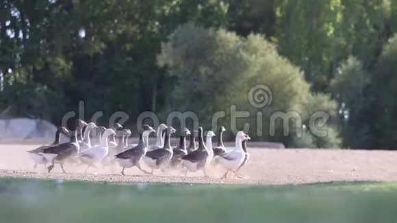 鹅与灰白色的鹅鹅在草地上行走视频的预览图