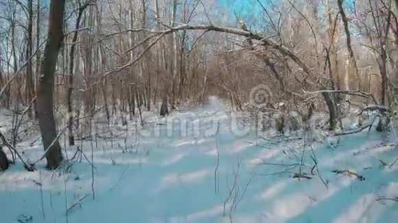 奇妙的冬季景观树木间的太阳在冬季时变弱带雪的圣诞背景视频的预览图