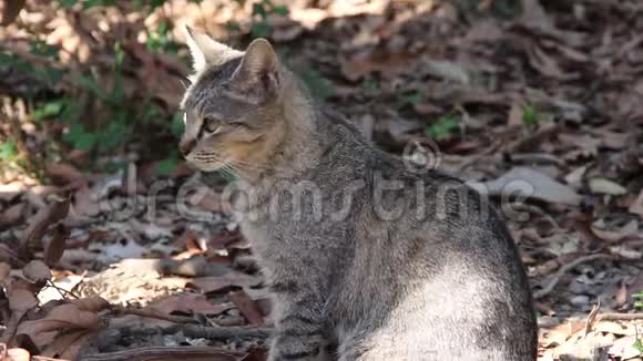 单个灰色标签坐在森林自然动物户外背景视频的预览图