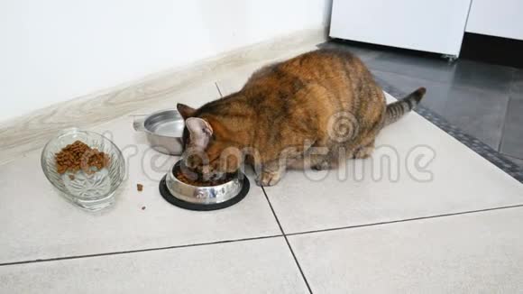 家养条纹猫吃碗里的干粮视频的预览图