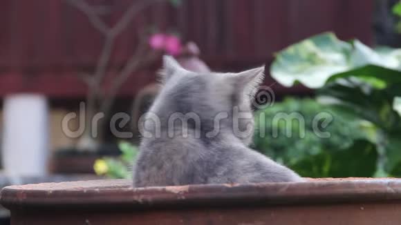 花园里可爱的灰色斑斑自然宠物背景视频的预览图