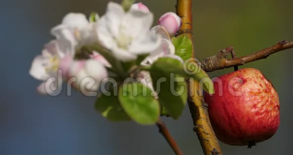 苹果树在春天开花视频的预览图