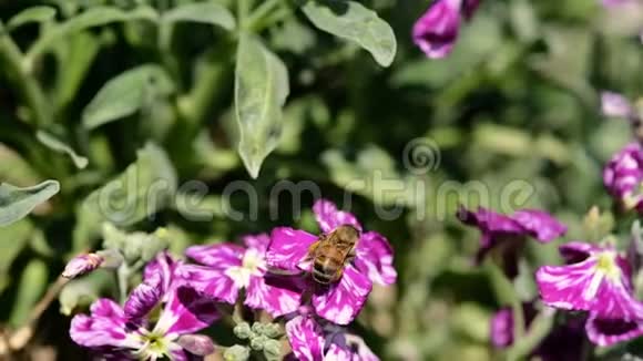 蜜蜂采集花粉飞越春紫花授粉生态系统视频的预览图